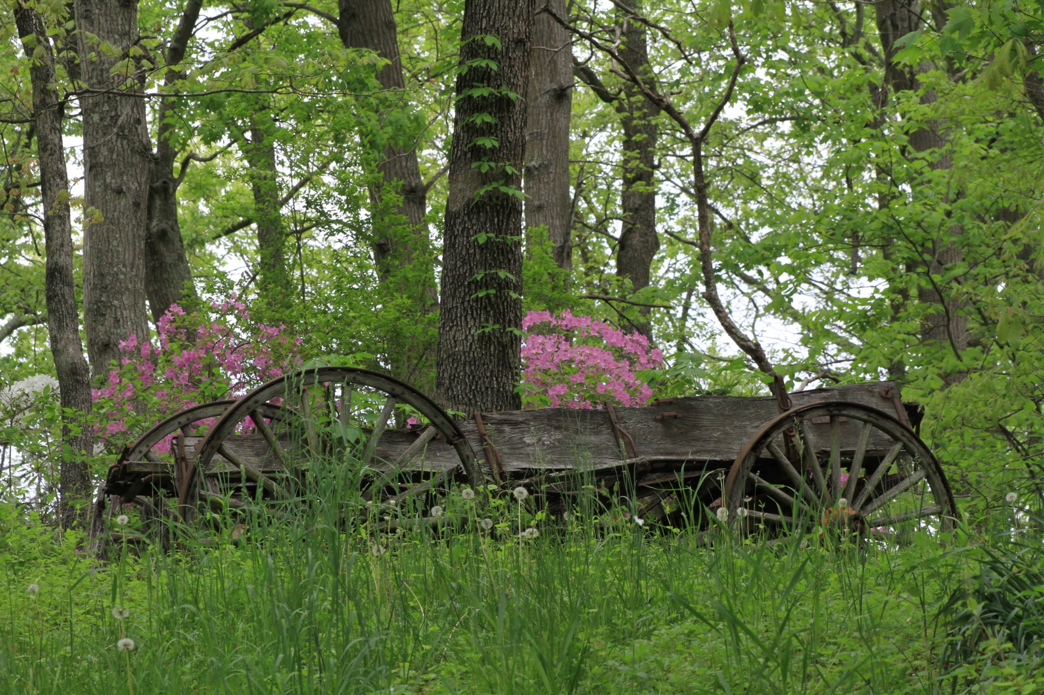 The Old Wagon, spring woodland